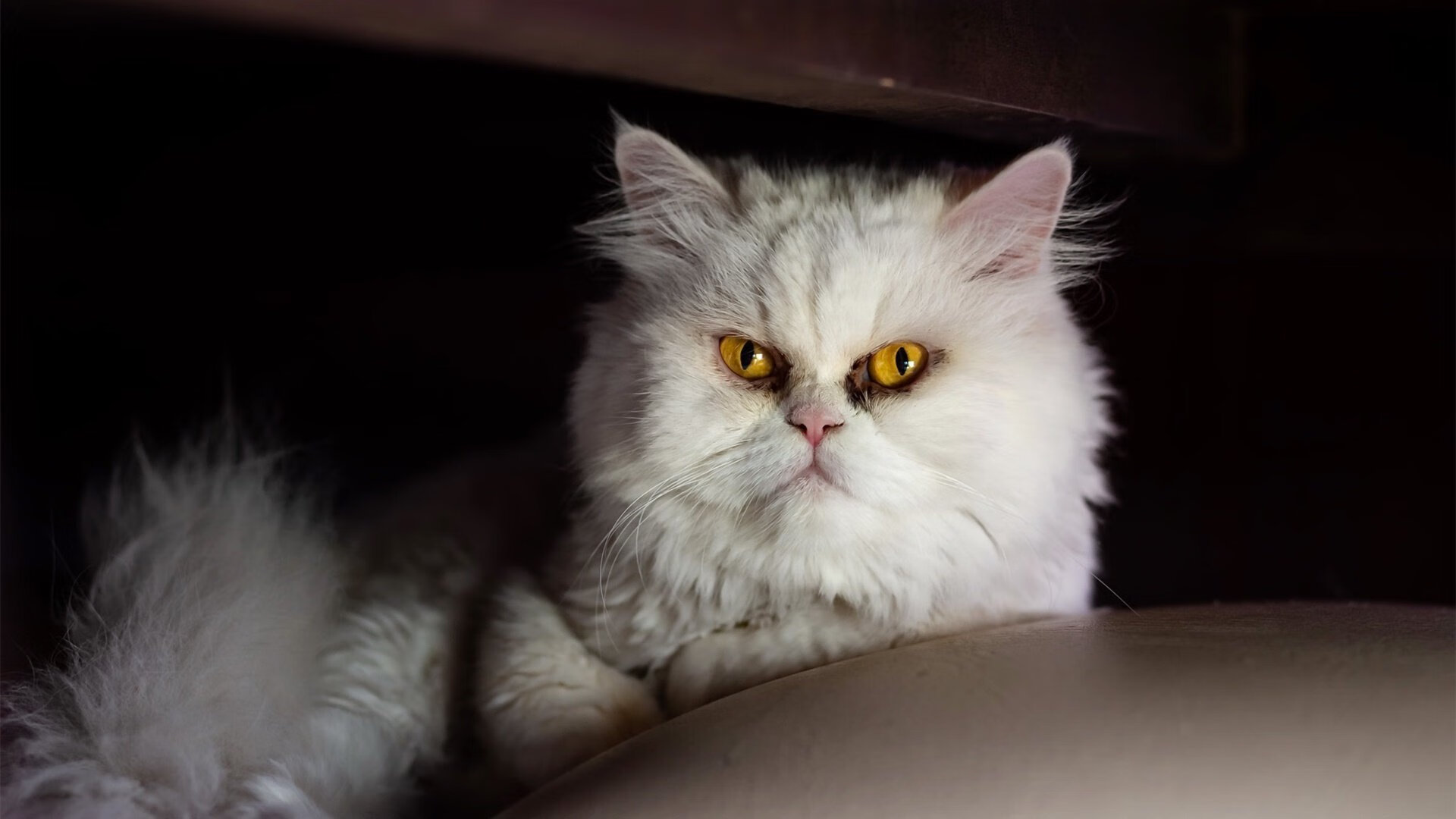 美加墨世界杯唯一的冷，当尼日利亚对东道主卡塔尔降下冰雹