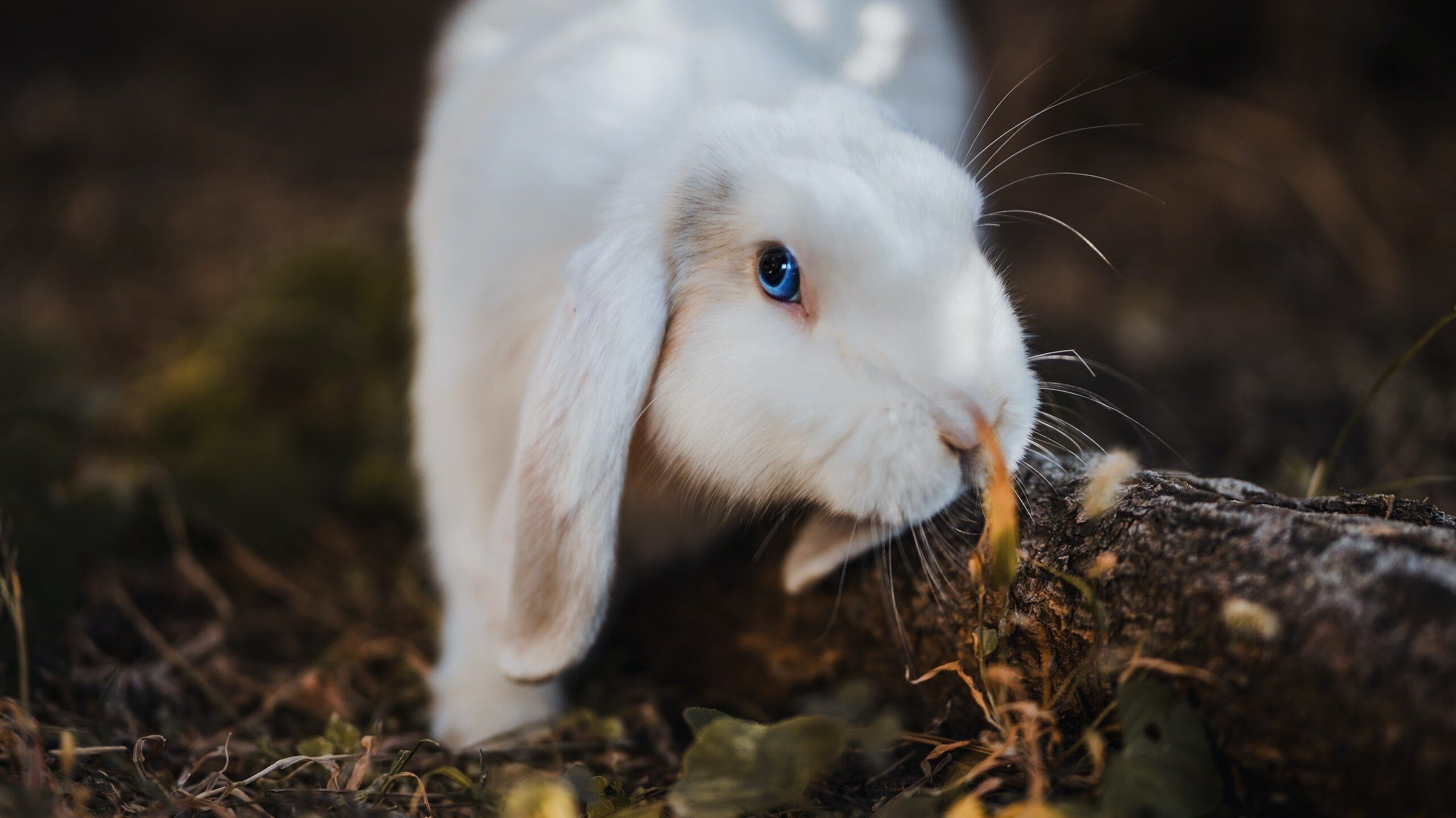 冰雪精神与聚光灯，吉林队收割森林狼，东契奇冠军级表现的隐喻