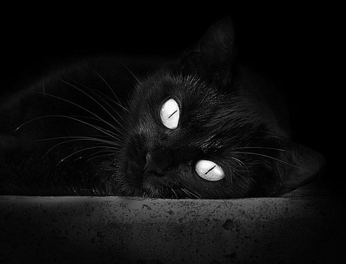 终局逆转，拉文绝境超车锁定世界冠军