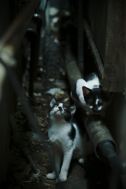 冰火交响，戈贝尔冰川防守与深圳钟摆节奏让太阳落山