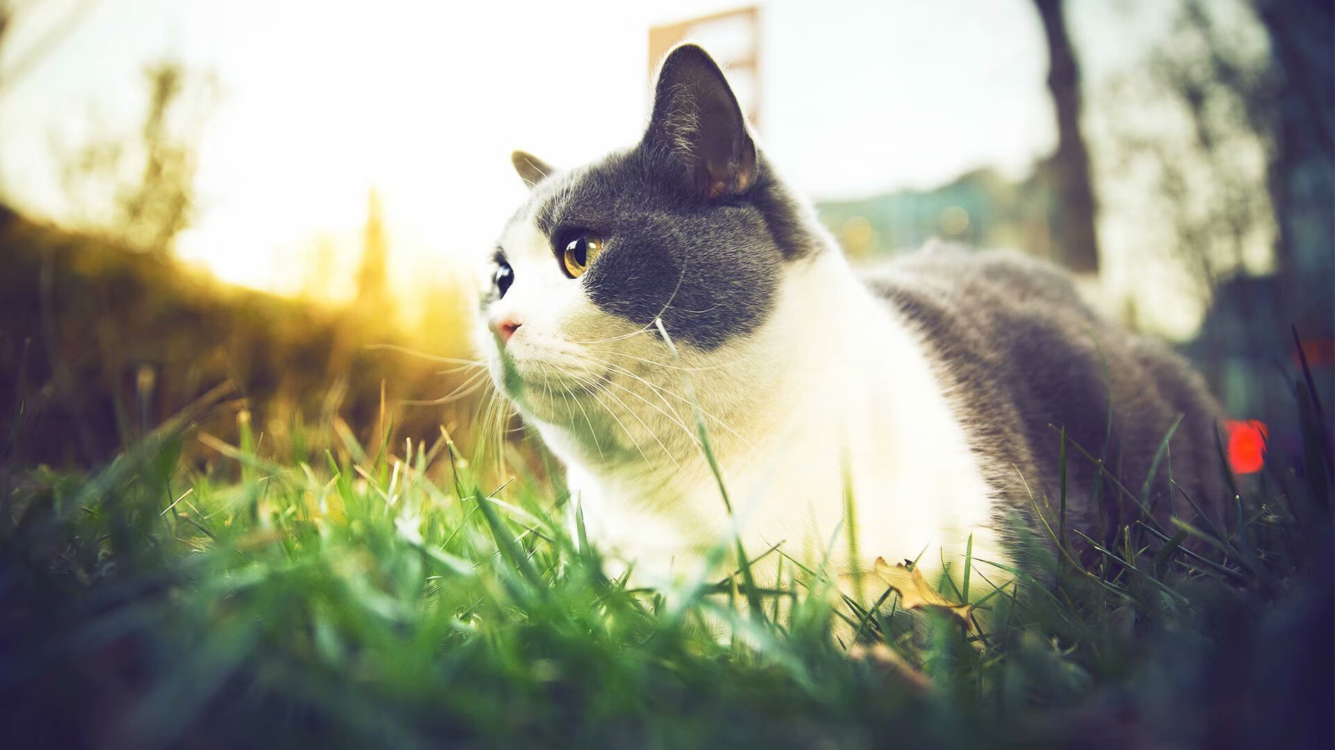 跨国对决惊艳奥兰多！深圳队破魔术创历史，福克斯48分成中国篮球新名片