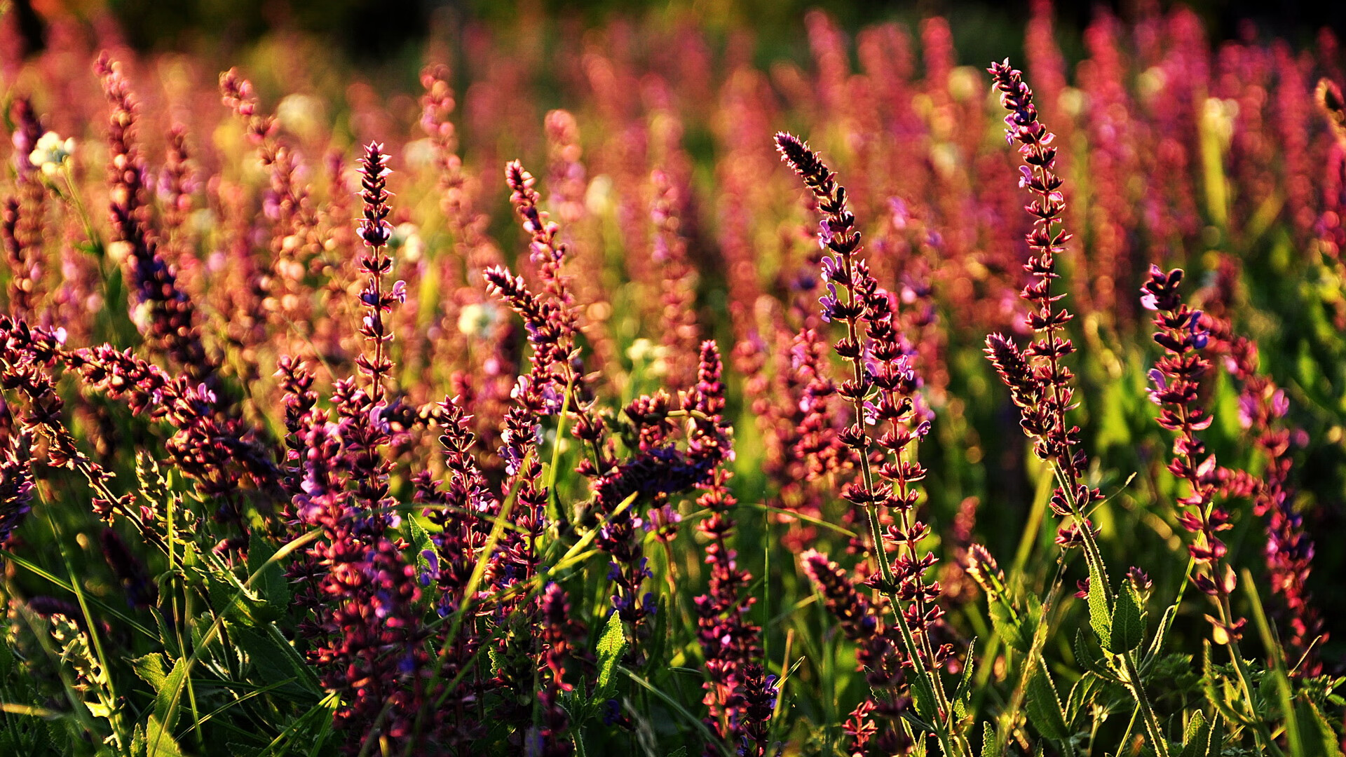 绿茵场上的立体切割术，世界杯之夜，卡马文加的几何美学