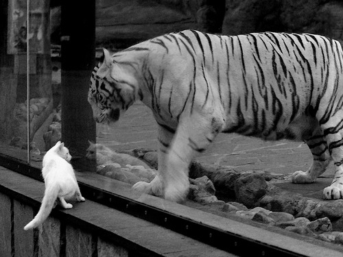 爆发之星与突围之师,福克斯与独行侠的关键战传奇