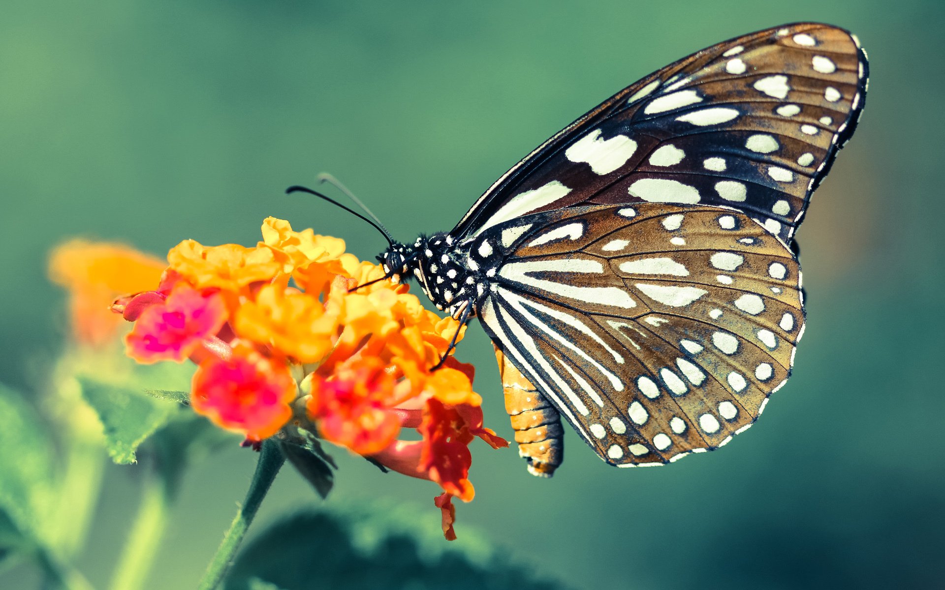 南美奇迹，无名小卒努涅斯如何让切尔西在加拉斯加斯之夜俯首