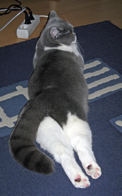 三国演绎下的绿茵独白,美加墨世界杯之夜,基耶萨成为唯一主角