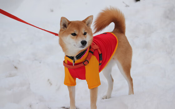 开云体育APP下载-破夜前行者，哈登的稳定输出如何为开拓者点亮黎明