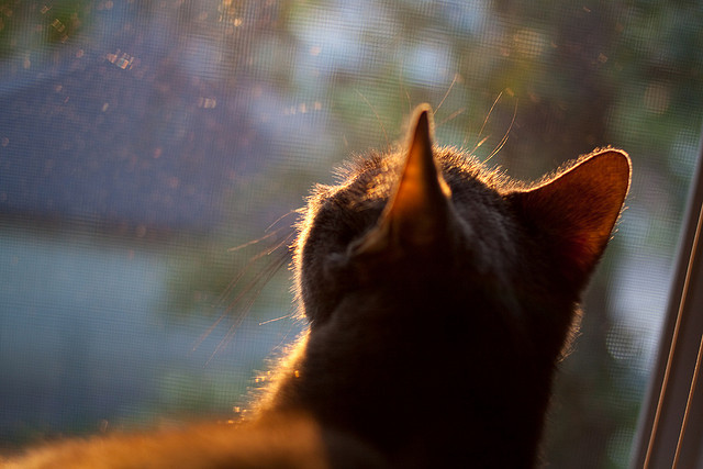 灰熊的咆哮，锡安的统治艺术如何一手掌控比赛走势