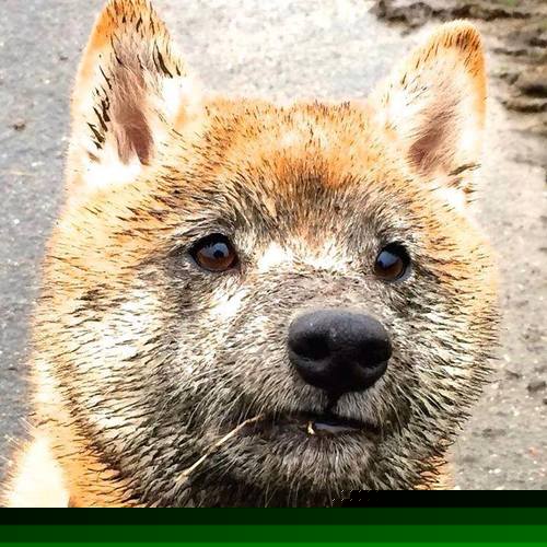 开云体育在线-隐形绞索，加克波的欧冠淘汰赛之夜，一场关于重生的无声绞杀