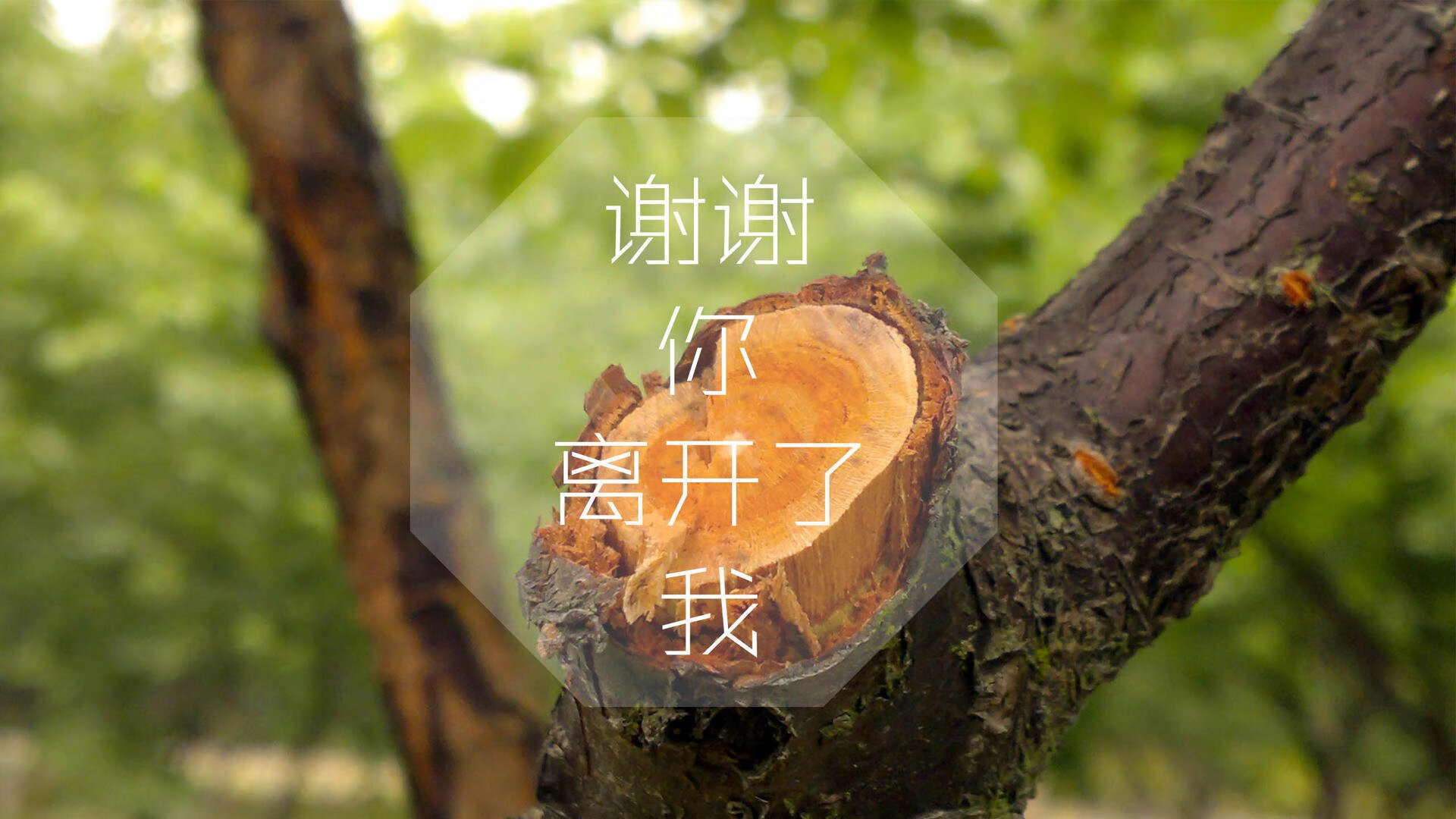 太极虎的复仇之爪,2002记忆重现,韩国以控球革命终结葡萄牙黄金一代